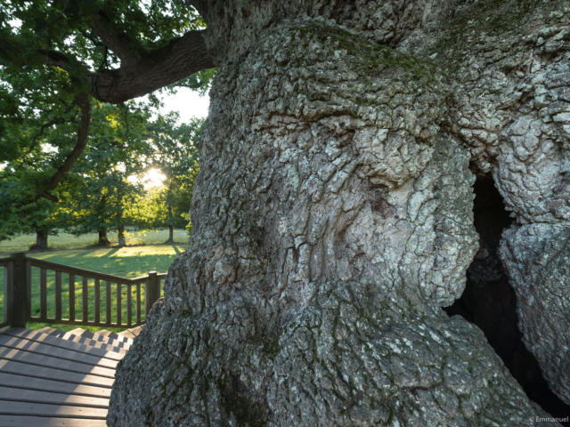 Chêne pédonculé, arbre millénaire, Concoret, forêt de Brocéliande, Morbihan (56), Bretagne