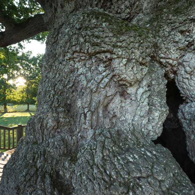 Chêne pédonculé, arbre millénaire, Concoret, forêt de Brocéliande, Morbihan (56), Bretagne