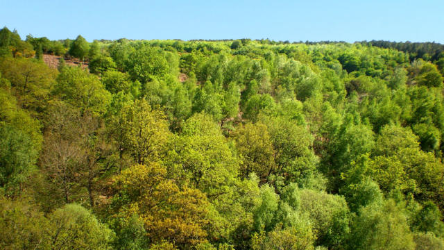 Forêt de Brocéliande