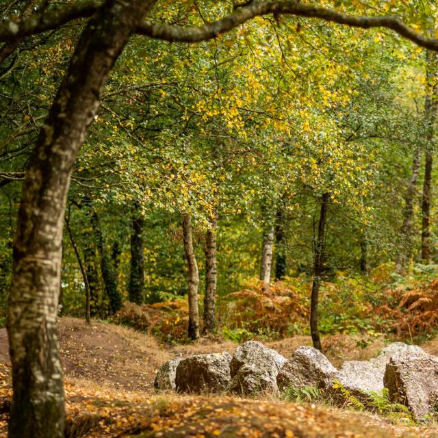 Forêt de Brocéliande en automne