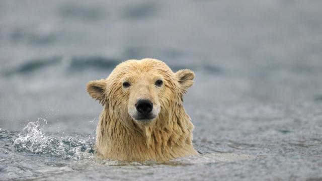 exposition photo Seveno - arctique ours polaire - lac au duc
