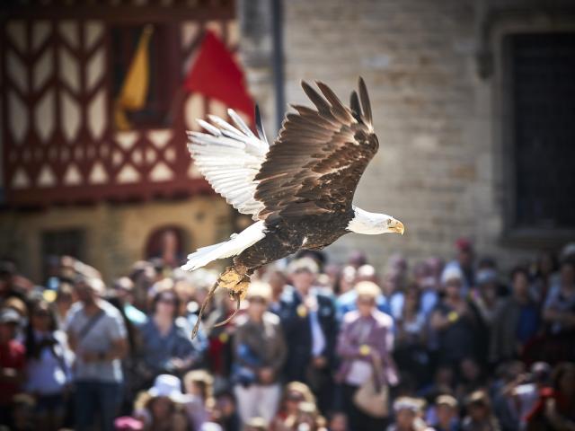 Festival Medieval spectacle rapace