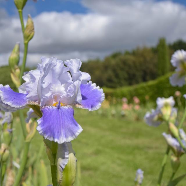 Jardins de Brocéliande, collection d'iris